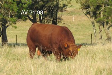 AV20 98 (AI Bul) - 